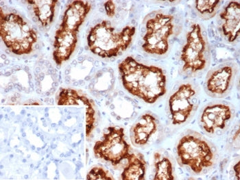 IHC staining of FFPE human kidney tissue with ACE2 antibody (clone ACE2/7202). Inset: PBS used in pl