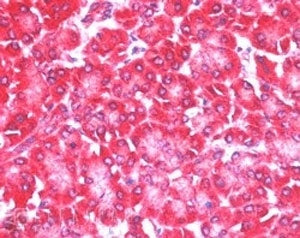 IHC staining of FFPE human pancreas with EIF4ENIF1 antibody with 5ug/ml. HIER: steamed with pH6 citr