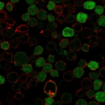 Immunofluorescent staining of PFA-fixed human K562 cells with recombinant Bcl10 antibody (clone BL10