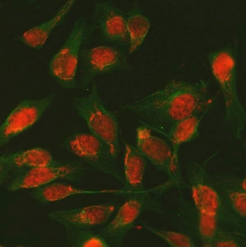 Splicing regulator SDE2 Antibody