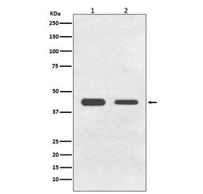 Western blot testing of 1) human HeLa and 2) rat C6 cell lysate with BMP11 antibody. Predicted molec