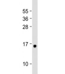 Western blot testing of human plasma lysate with GHRL antibody at 1:2000. Predicted molecular weight