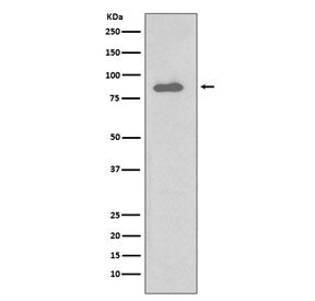 Western blot testing of human Daudi cell lysate with IKK alpha antibody. Predicted molecular weight 