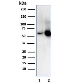 SERBP1 Antibody / PAI-RBP1