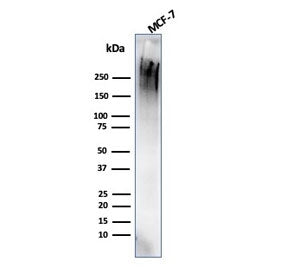Western blot testing of human MCF7 cell lysate with MUC1 antibody (clone rMUC1/4418). This glycoprot