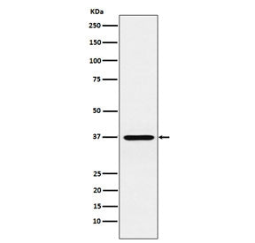 CRX Antibody / Cone-rod homeobox