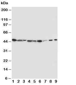 IDO Antibody Indoleamine 2, 3-dioxygenase