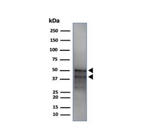 GATA3 Antibody