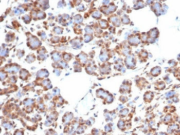 SMAD4 Antibody
