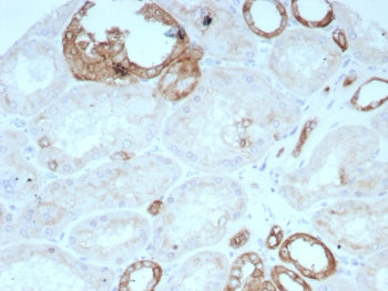 IHC staining of FFPE human kidney tissue with OCLN antibody (clone rOCLN/8776). HIER: boil tissue se