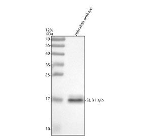 Western blot analysis of Sub1a/b protein using Sub1 antibody and zebrafish embryo tissue lysate. The