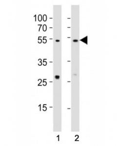 EED Antibody