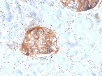 IHC staining of FFPE human kidney with recombinant MTAP antibody. HIER: boil tissue sections in pH 9