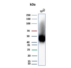 Western blot testing of human Raji cell lysate with CD38 antibody (clone rCD38/8045). Expected molec