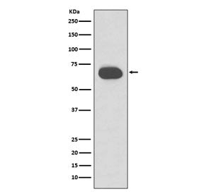 Keratin 1 Antibody