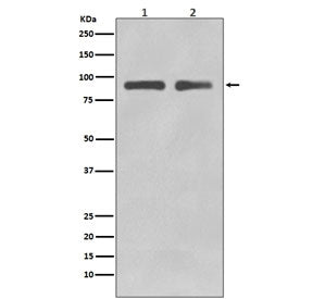 Western blot testing of human 1) Jurkat and 2) SH-SY5Y lysate with FOXO3A antibody. Expected molecul