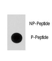 Phospho-p21 Antibody (pS130)