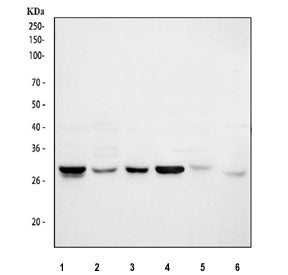 Cdk2 Antibody