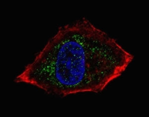 Fluorescent confocal image of HepG2 cells stained with NeuroD1 antibody. Alexa Fluor 488 conjugated 