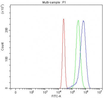 Activated CDC42 kinase 1 Antibody / ACK1