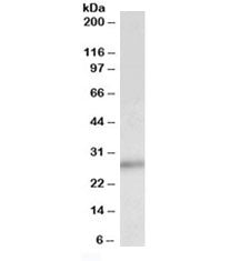Western blot testing of human breast lysate with p27 antibody at 0.5ug/ml. Predicted molecular weigh