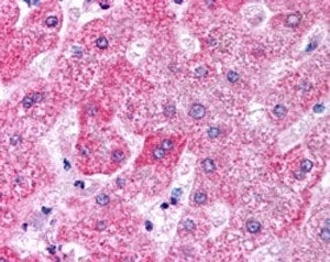 APOM Antibody