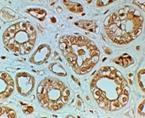 IHC testing of FFPE human kidney with FZD4 antibody at 2ug/ml. HIER: steamed with pH6 citrate buffer