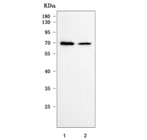 Ribophorin 1 Antibody / RPN1