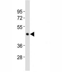 Caspase-4 Antibody