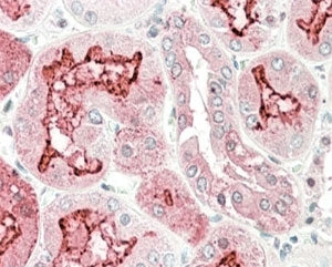 IHC testing of FFPE human kidney with KLK6 antibody at 5ug/ml. HIER: steamed with pH6 citrate buffer