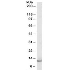 Western blot testing of human brain lysate with Parvalbumin antibody at 0.1ug/ml. Predicted molecula