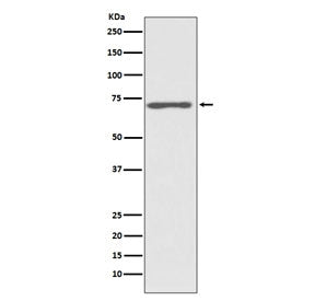 Western blot testing of human HeLa cell lysate with c-Raf antibody. Predicted molecular weight ~73 k