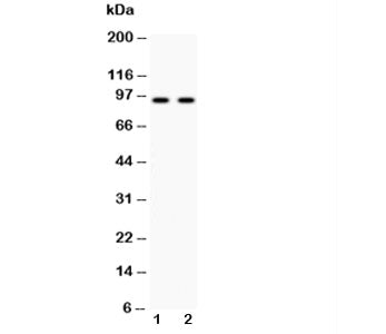 Cadherin 17 Antibody
