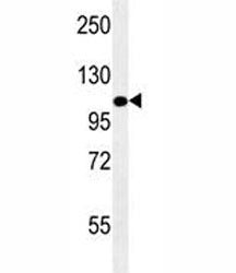 LAMP2 antibody western blot analysis in mouse NIH3T3 lysate. The protein can be extensively glycosyl