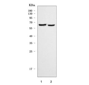 SHC4 Antibody / SHC-transforming protein 4