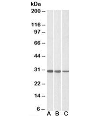 Western blot of human Jurkat (A), HeLa (B) and mouse NIH3T3 (C) lysates with CAPZB antibody at 0.01u