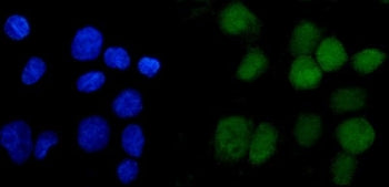 APC2 Antibody / ANAPC2
