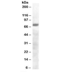 PRDM4 Antibody