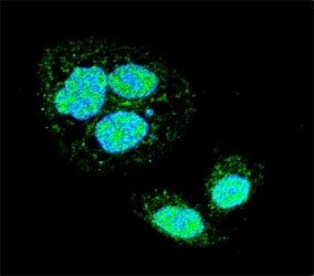 Confocal immunofluorescent analysis of HSF1 antibody with HeLa cells followed by Alexa Fluor 488-con