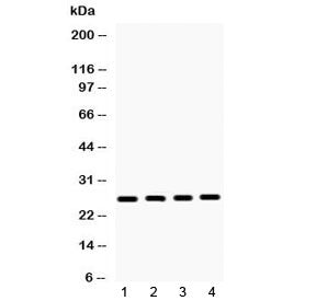 HMGB1 Antibody