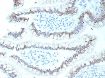 CDX2 Antibody