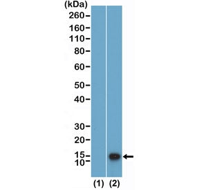Western blot testing of recombinant Histone H4 (1) and acid extracts of human HeLa cells using recom