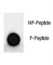 MAP2 Antibody (phospho-S1539)
