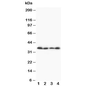 Stra8 Antibody