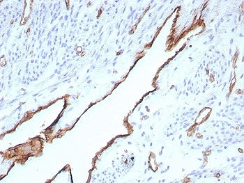 CD31 Antibody / PECAM-1