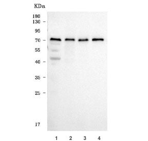 Western blot testing of human 1) HeLa, 2) PC-3, 3) U-87 MG and 4) SH-SY5Y cell lysate with tPA antib