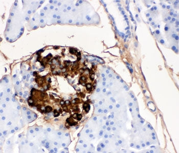 IHC-P testing of rat pancreas tissue with insulin antibody. HIER: Boil the paraffin sections in pH 6