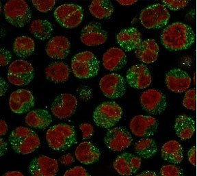 Immunofluorescent staining of PFA-fixed human Raji cells with CD79a antibody (green, clone CDLA79a-1