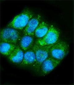 Immunofluorescent staining of FFPE human T-47D cells with Glutamic-oxaloacetic transaminase 1 antibo