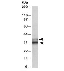 Western blot testing of human colon lysate with ETFA antibody at 0.1ug/ml. Predicted molecular weigh